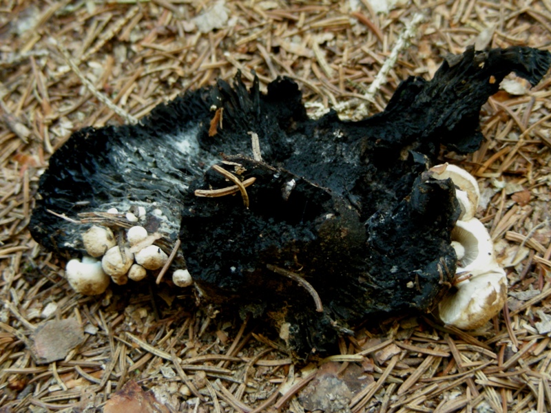 Qualche russula